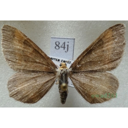 Macaria liturata (Clerck, 1759) form Witalnik sosnowiak Czech84j